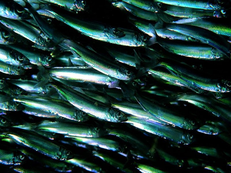 The EU and the marine environment